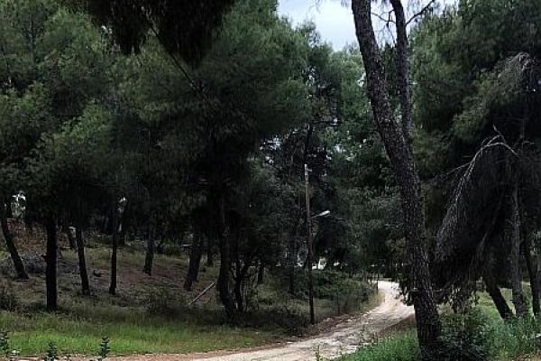 patya57A9BB60-1613-43C5-0B08-55806D7E77BD.jpg